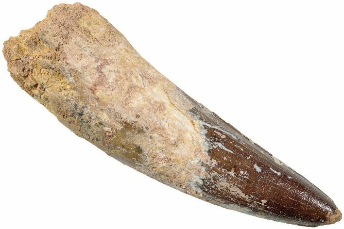 Fossil Spinosaurus Tooth - Real Dinosaur Tooth #234319
